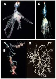 Attēlu rezultāti vaicājumam “Cystiphora sanguinea”
