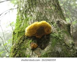 Attēlu rezultāti vaicājumam “Phellinus chrysoloma”
