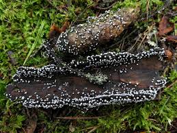 Attēlu rezultāti vaicājumam “Didymium melanospermum”