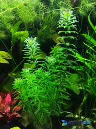 「綠羽毛」的圖片搜尋結果