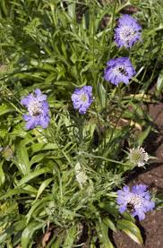 Image result for scabiosa caucasica