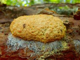 Attēlu rezultāti vaicājumam “Fuligo septica cf. rufa spores”