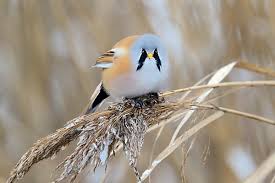 Attēlu rezultāti vaicājumam “Panurus biarmicus female”