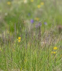 Attēlu rezultāti vaicājumam “Nardus stricta flower”