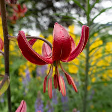 Attēlu rezultāti vaicājumam “Lilium martagon flower”