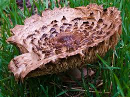 Attēlu rezultāti vaicājumam “Macrolepiota rhacodes var. bohemica”