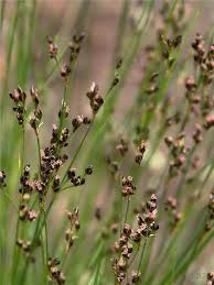 Attēlu rezultāti vaicājumam “Juncus gerardii bud”
