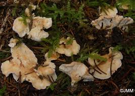 Attēlu rezultāti vaicājumam “Sistotrema confluens”