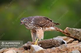 Attēlu rezultāti vaicājumam “Accipiter gentilis”