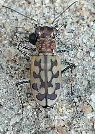 Attēlu rezultāti vaicājumam “Cicindela sylvatica imago”