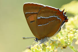 Attēlu rezultāti vaicājumam “Thecla betulae female”