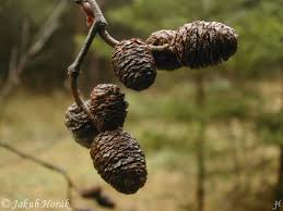 Attēlu rezultāti vaicājumam “Alnus incana”