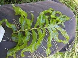 Attēlu rezultāti vaicājumam “Potamogeton praelongus”