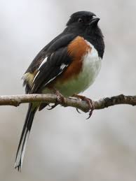 Image result for Pipilo erythrophthalmus