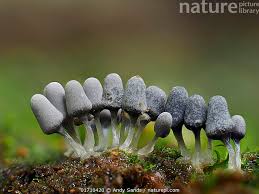 Attēlu rezultāti vaicājumam “Arcyria cinerea”