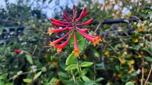 Attēlu rezultāti vaicājumam “Lonicera caerulea var. pallasii flower”