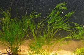 Attēlu rezultāti vaicājumam “Nitella flexilis”