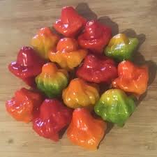 Afbeeldingsresultaat voor aji dulce sweet pepper