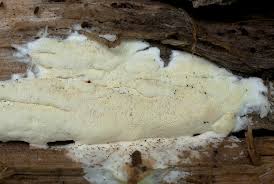 Attēlu rezultāti vaicājumam “Gloeoporus pannocinctus”