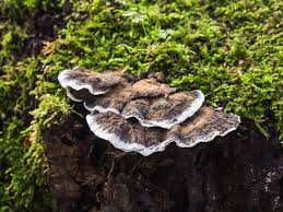 Attēlu rezultāti vaicājumam “Bjerkandera fumosa”