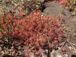 Attēlu rezultāti vaicājumam “Drosera x obovata leaf”