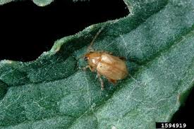 Attēlu rezultāti vaicājumam “Aphis jacobaeae”