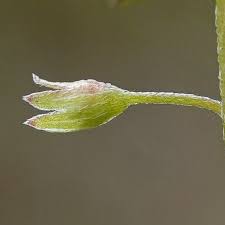 Attēlu rezultāti vaicājumam “Myosotis laxa subsp. baltica”