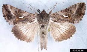 Attēlu rezultāti vaicājumam “Autographa gamma”