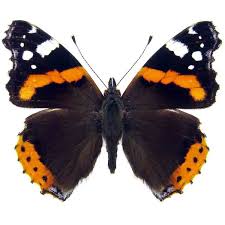 Attēlu rezultāti vaicājumam “Nymphalidae”