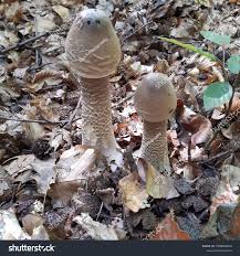 Attēlu rezultāti vaicājumam “Macrolepiota”