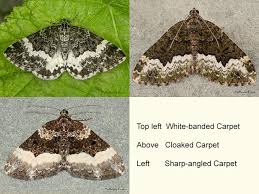 Attēlu rezultāti vaicājumam “Spargania luctuata”