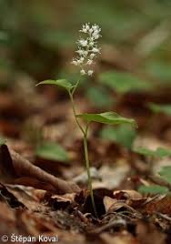 Attēlu rezultāti vaicājumam “Maianthemum bifolium bud”