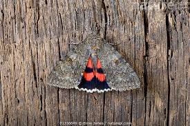 Attēlu rezultāti vaicājumam “Catocala nupta”