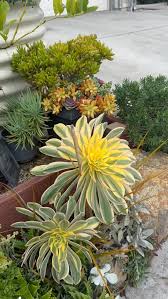 Attēlu rezultāti vaicājumam “Pseudotsuga menziesii flower”