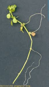 Attēlu rezultāti vaicājumam “Callitriche cophocarpa leaf”