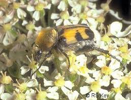 Attēlu rezultāti vaicājumam “Trichius fasciatus imago”