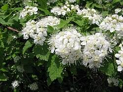 Attēlu rezultāti vaicājumam “Spiraea chamaedryfolia flower”