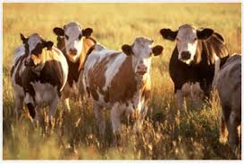 Image result for ganado bovino