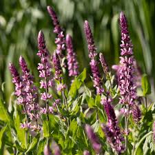 Attēlu rezultāti vaicājumam “Salvia nemorosa flower”
