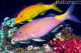 Image result for Parupeneus cyclostomus