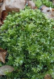 Attēlu rezultāti vaicājumam “Plagiomnium elatum”