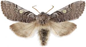 Attēlu rezultāti vaicājumam “Achlya flavicornis”