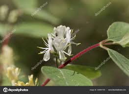 Attēlu rezultāti vaicājumam “Lonicera xylosteum flower”