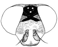 Attēlu rezultāti vaicājumam “Eupeodes nielseni”