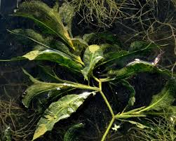 Attēlu rezultāti vaicājumam “Potamogeton lucens leaf”