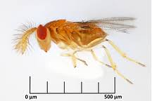 Attēlu rezultāti vaicājumam “Stemonaria irregularis macro”