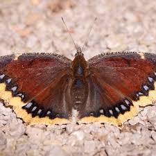 Attēlu rezultāti vaicājumam “Nymphalis antiopa underside”