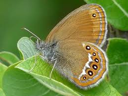 Attēlu rezultāti vaicājumam “Coenonympha hero”
