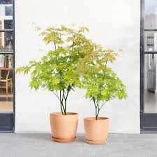 Image result for Acer palmatum `Orange Dream`