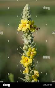 Attēlu rezultāti vaicājumam “Verbascum densiflorum flower”